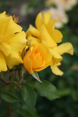 Rosa Golden Holsten