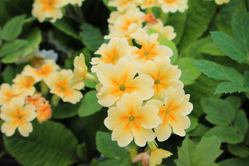 Beautiful yellow primrose flowers in a spring garden.
