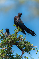 Choucador de Burchell,.Lamprotornis australis, Burchell's Starling