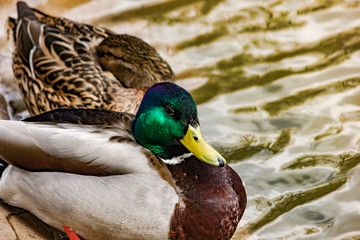 Wild duck Mallard on the lake. Close-up.