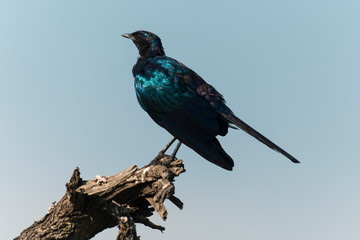 Choucador de Burchell,.Lamprotornis australis, Burchell's Starling