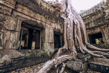 Cambodia. Angor Wat. Temple of the prom. The temple where they shot the film Lara Croft. Story. Ancient world. Nature and man. Antiquity. Ancient temples. Ruin. Tree roots © Margarita Timofeeva