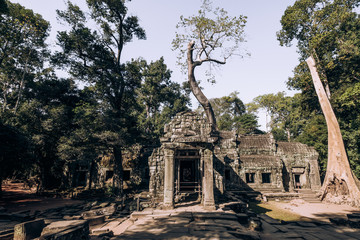 Cambodia. Angor Wat. Temple of the prom. The temple where they shot the film Lara Croft. Story. Ancient world. Nature and man. Antiquity. Ancient temples. Ruin. Tree roots © Margarita Timofeeva