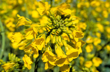 Colza, Brassica napus
