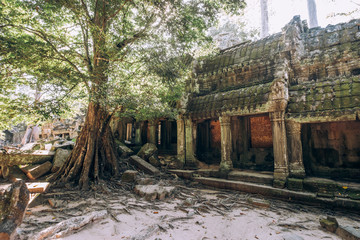 Cambodia. Angor Wat. Temple of the prom. The temple where they shot the film Lara Croft. Story. Ancient world. Nature and man. Antiquity. Ancient temples. Ruin. Tree roots © Margarita Timofeeva