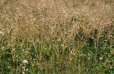 Colza, Brassica napus