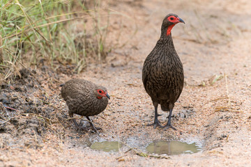 Francolin de Swainson,.Pternistis swainsonii , Swainson's Spurfowl