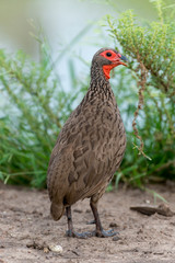 Francolin de Swainson,.Pternistis swainsonii , Swainson's Spurfowl