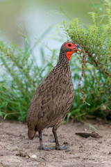 Francolin de Swainson,.Pternistis swainsonii , Swainson's Spurfowl