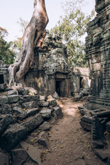 Cambodia. Angor Wat. Temple of the prom. The temple where they shot the film Lara Croft. Story. Ancient world. Nature and man. Antiquity. Ancient temples. Ruin. Tree roots © Margarita Timofeeva
