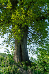 Mein Freund der Baum