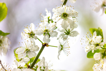 Spring flowers of apple tree. Blooming spring flowers. Spring background. Flowers close-up.