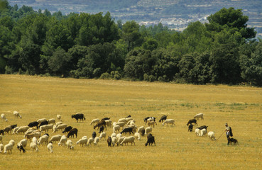 Fototapeta na wymiar Mouton, brebis, transumance, Pyrenées, 64