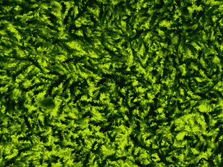 Obraz premium Diseño creativo hecho de hojas verdes. Concepto de naturaleza. Patrón de fondo verde. Textura natural de hojas brillantes y verdes.