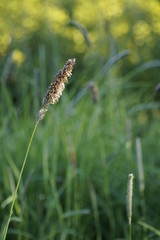 Gräser