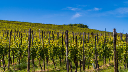Fototapeta na wymiar Green vineyards in the hill on a farm in Luxembourg