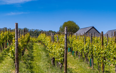 Fototapeta premium Green vineyards on a farm in Luxembourg