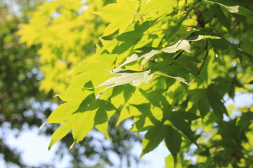 重なり合う緑色のカエデの葉