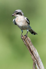 Pie grièche à poitrine rose,.Lanius minor, Lesser Grey Shrike