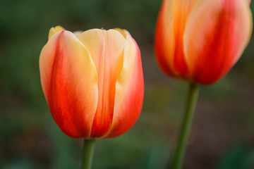 Red tulips, close-up, soft focus, blurry background. Flower buds, side view. Wallpapers, plant backgrounds, free copy space.