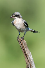 Pie grièche à poitrine rose,.Lanius minor, Lesser Grey Shrike