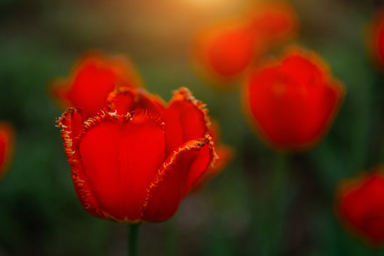 Red tulips, close-up, soft focus, blurry background. Flower buds, side view. Wallpapers, plant backgrounds, free copy space.