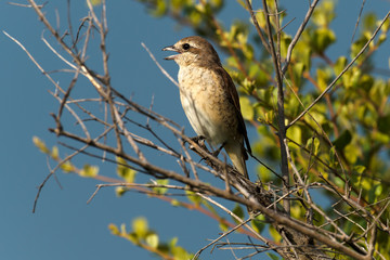 Pie grièche écorcheur,.Lanius collurio, Red backed Shrike