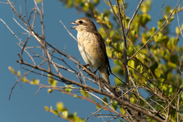 Pie grièche écorcheur,.Lanius collurio, Red backed Shrike