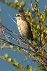 Pie grièche écorcheur,.Lanius collurio, Red backed Shrike