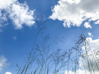 Blue sky and flower grass background in the morning. Flower grass moving in the wind. Bright and clear scene of plants similar to feather dusters.