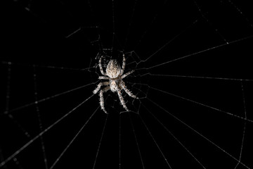 Ein Spinnennetz mit einer Spinne auf einem schwarzen Hintergrund.
