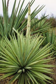 culture du sisal, agava ridida, Madagascar