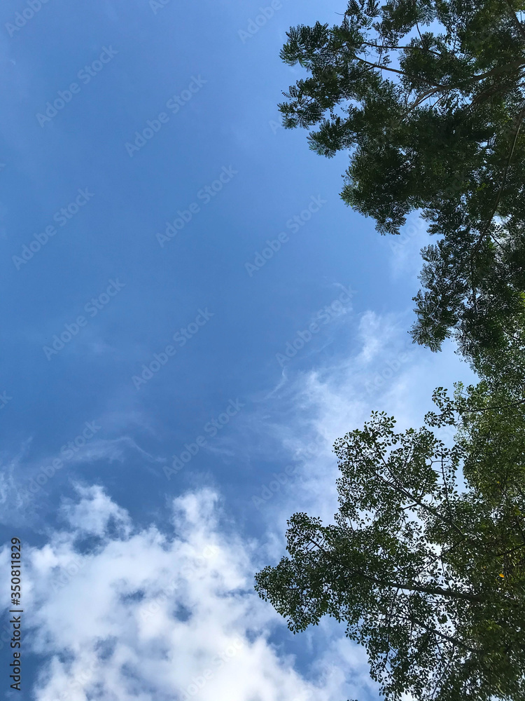 Wall mural Branches of a tree against blue sky close up. Tree stick against blue sky background.