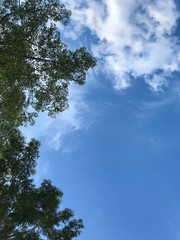 Branches of a tree against blue sky close up. Tree stick against blue sky background.