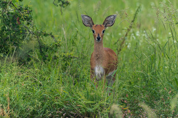 Steinbock, Raphicerus campestris, Parc national Kruger, Afrique du Sud