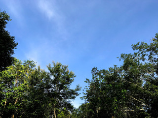 Obraz premium Branches of a tree against blue sky close up. Tree stick against blue sky background.