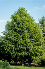 Tilleul à grandes feuilles, Tilia platyphyllos