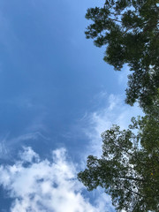 Obraz premium Branches of a tree against blue sky close up. Tree stick against blue sky background.