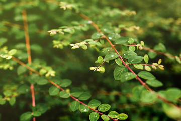 close up of water drops after rain on fresh green leaves of a tree background. selective focus
