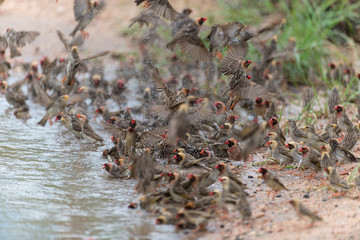 Travailleur à bec rouge,.Quelea quelea, Red billed Quelea