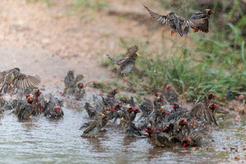 Travailleur à bec rouge,.Quelea quelea, Red billed Quelea