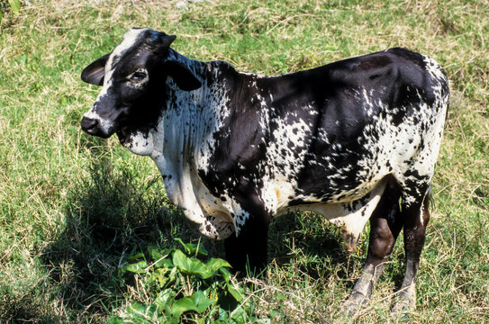 Zebu, Race Brahman, Bos Taurus Indicus, Mexique