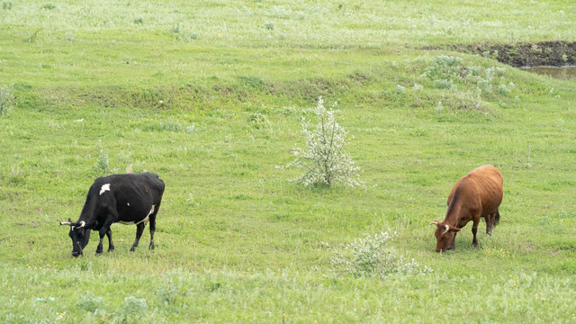 Black and white and brown cows, frisian holstein, standing in a pasture uin green field.