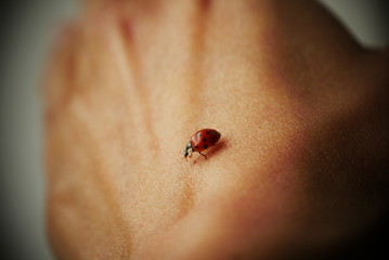 ladybug close-up on a woman's hand