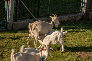 Small domestic white goat feeding time