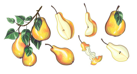 Stock vector illustration. Set of yellow pears - branch of pears, different sizes and shapes of pears, half, slices and a raw pear. Isolated over white background.