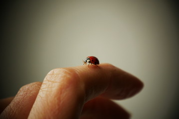 ladybug on a white finger