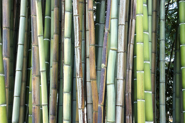 bamboo background texture, green, yellow and brown wood branches
