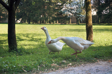 geese in farmyard, the animals are on a green meadow

