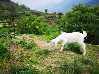 Fototapeta premium Images of animal life in the Mustang Valley, Nepal, Himalayas